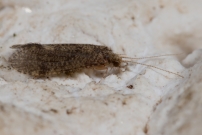 Une femelle (Trichoptre - Ecnomidae - Cyrnus trimaculatus) (G)